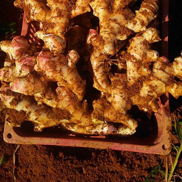 Brazilian ginger fields