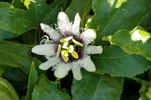 the flower of passion fruit