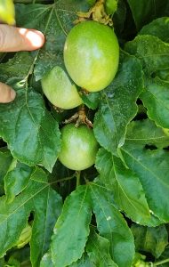 passionfruit on the vine