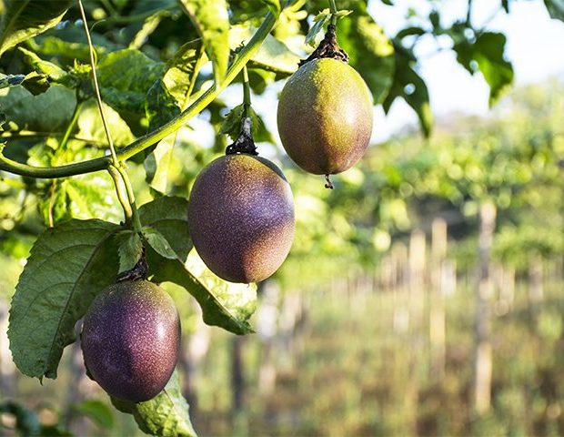 Growing Passionfruit