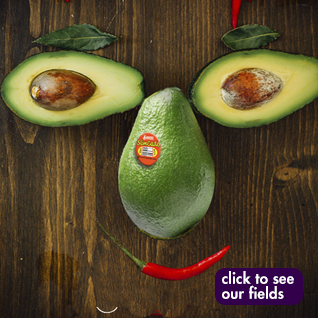 There’s no “don’t” in avocado