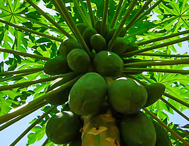 Our papaya fields