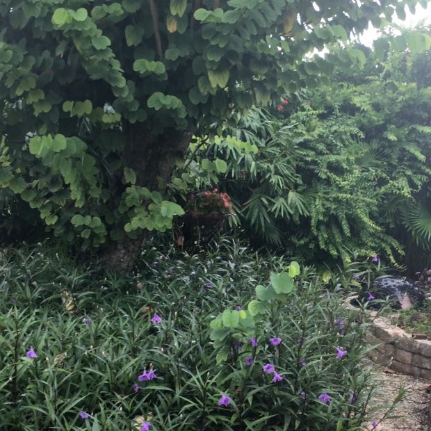 Rain in the tropical summer