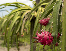 a dragonfruit field near Miami, Florida