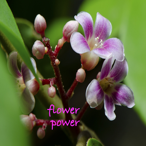 Flower Power!