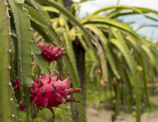 Dragonfruit fields