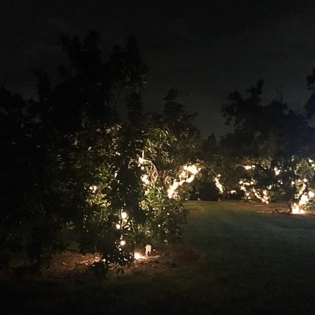 Enchanted evening