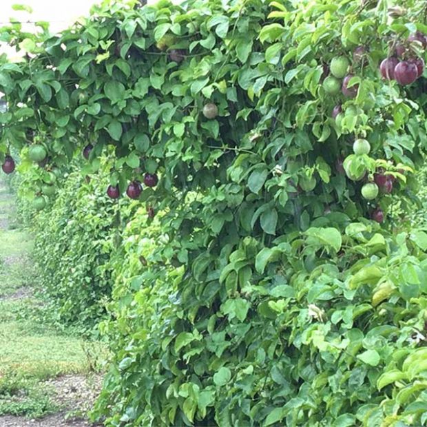 Not ready to pick!