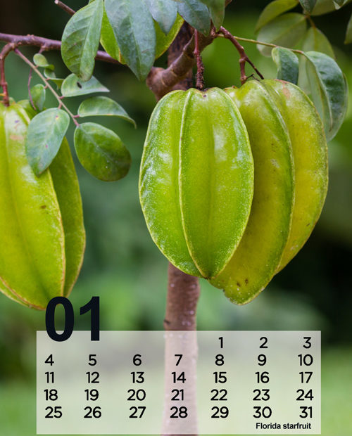 Tropical desktop calendar, free download
