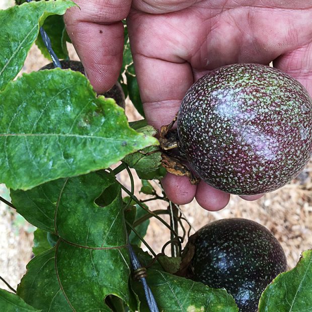 Don’t pick that passionfruit!