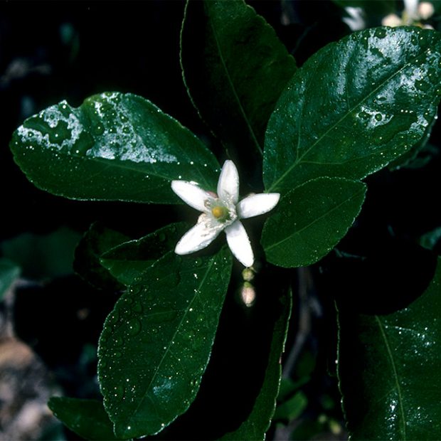 One flower, lime to come