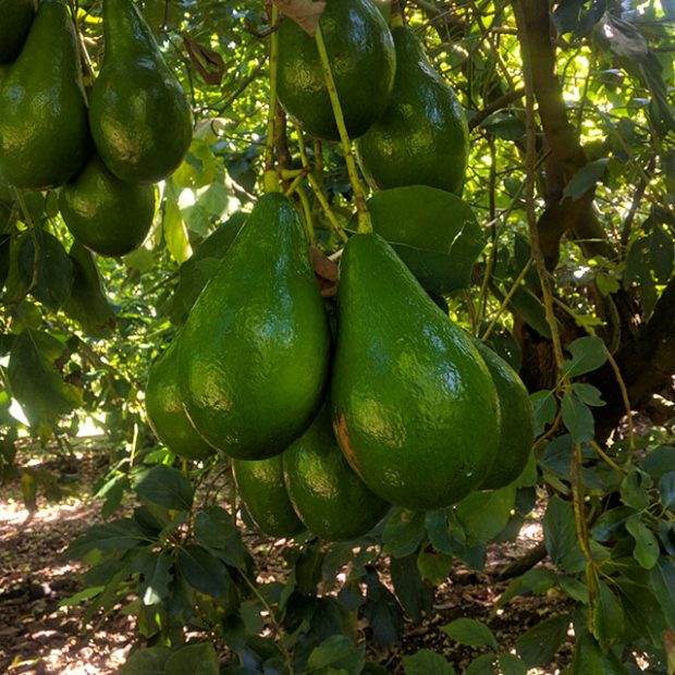 Little known avocado fact