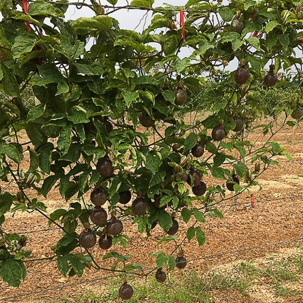 Find the passionfruit