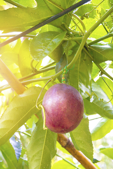 Make it a passionfruit day