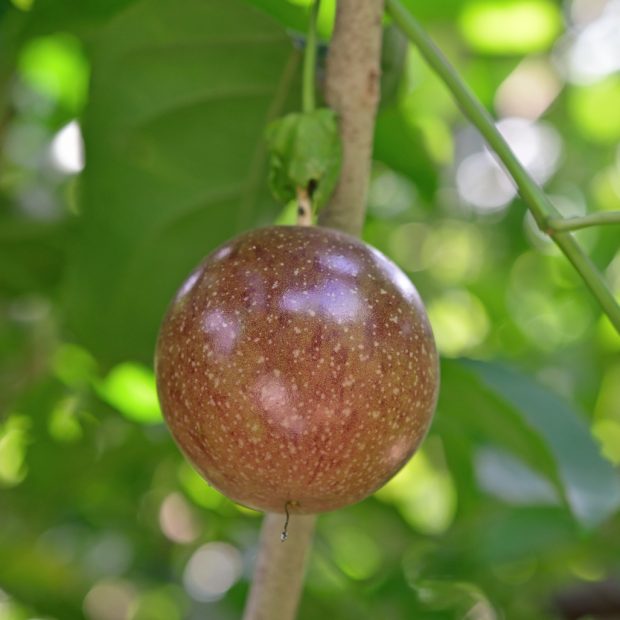Don’t pick this fruit!