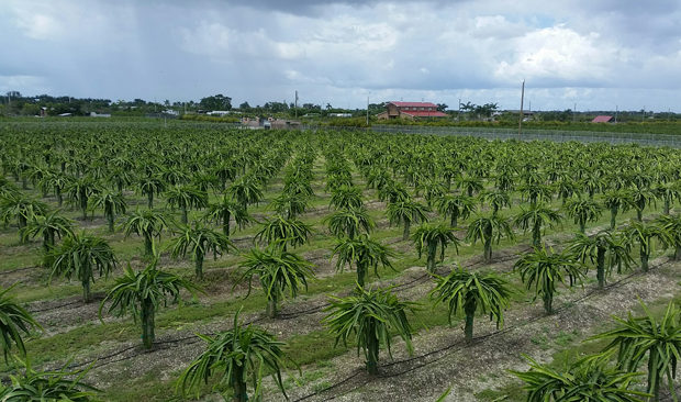 “Panorama” of dragonfruit fields