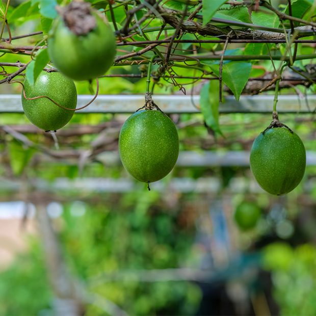 Hanging out with the passionfruit