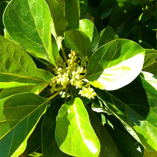 The flower of the SlimCado tree