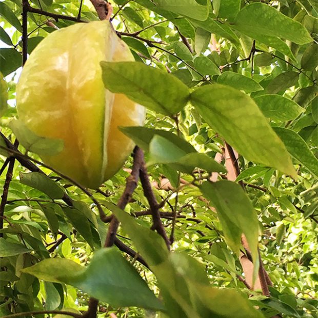 Stellar fruit, starfruit