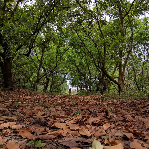 The beauty of a grove