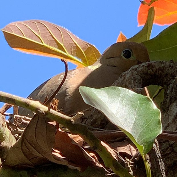 Dove of happiness
