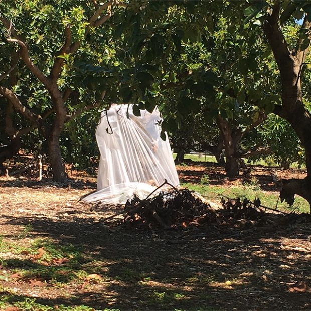 Ghost in the grove