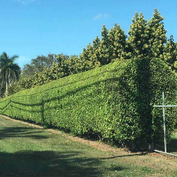 Grove hedge turns into art