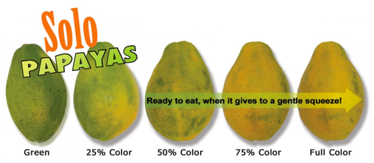 Is this Solo papaya ripe Brooks Tropicals