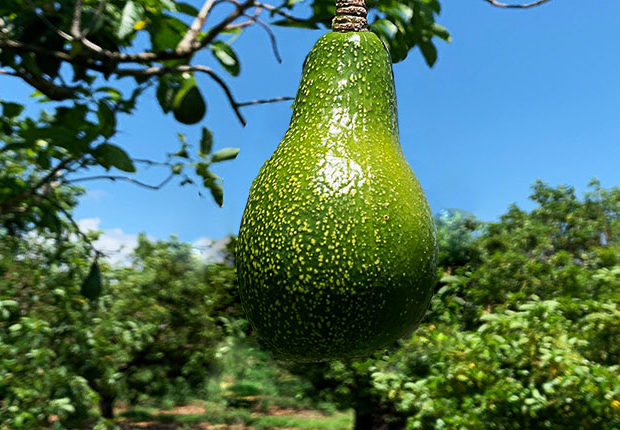 New Florida avocado season