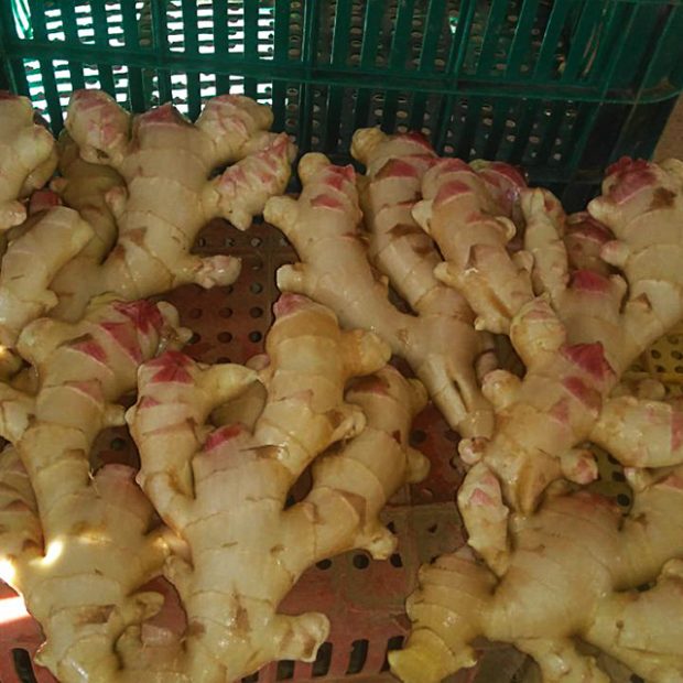 Ginger hands