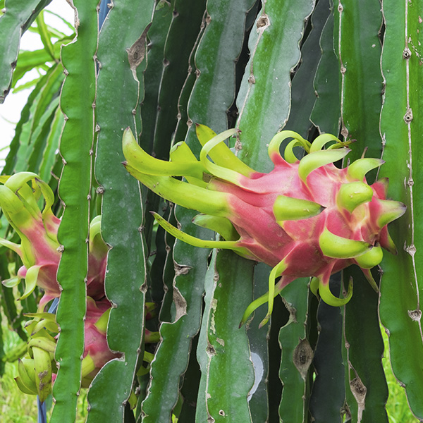 The audacity of dragonfruit