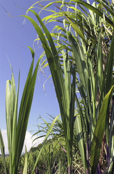 Stalks of sugarcane