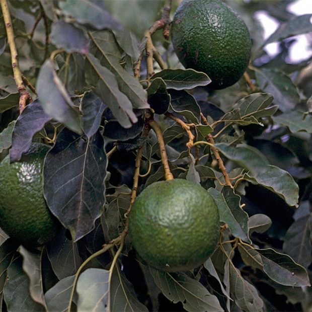 Deep green, avocados and their leaves