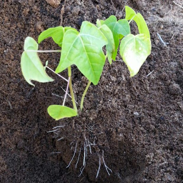 Seedling now…