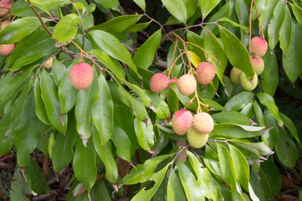 Lychees on a tree