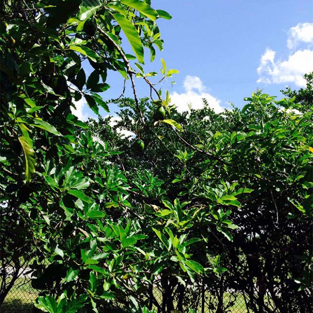 35 year old avocado trees