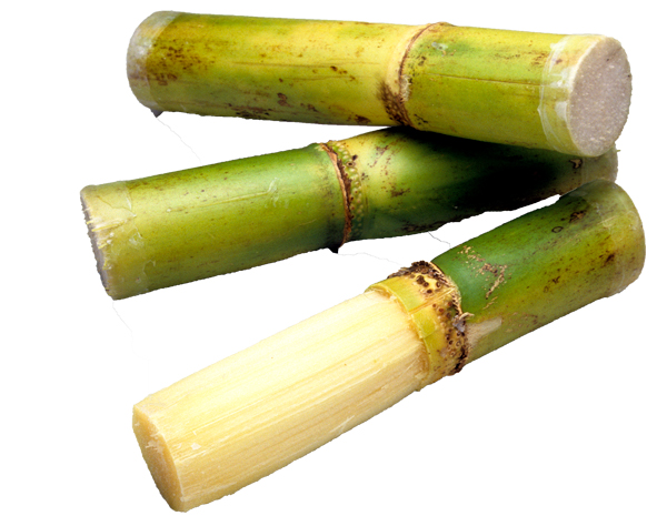 Sugarcane from Florida