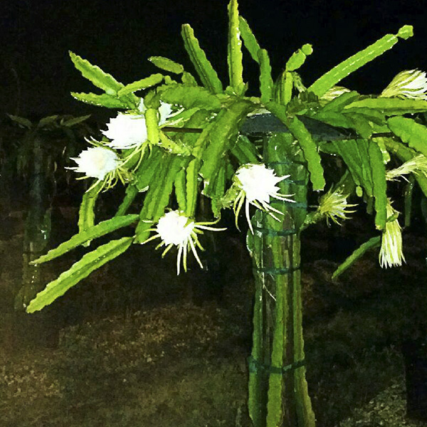 Dragonfruit’s awaiting its suitor