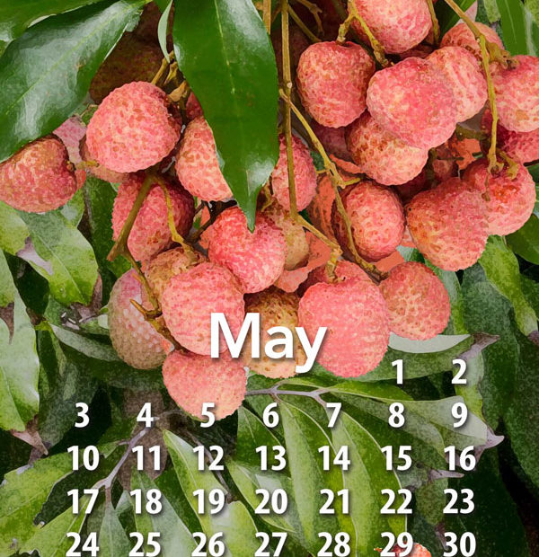 Free tropical fruit calendar