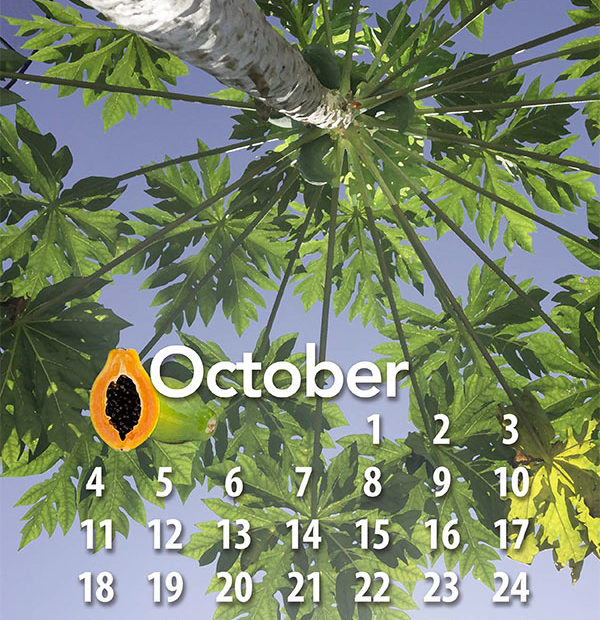 2020 Tropical Fruit calendar