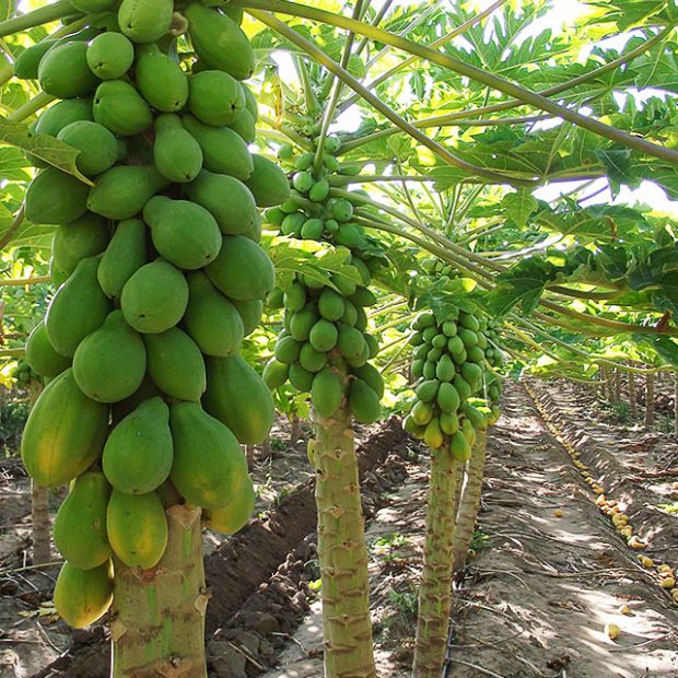 Papayas in Guatemala