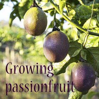 Growing passionfruit