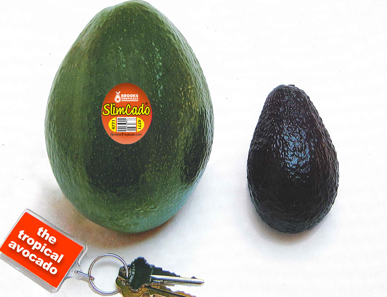 It's a big avocado