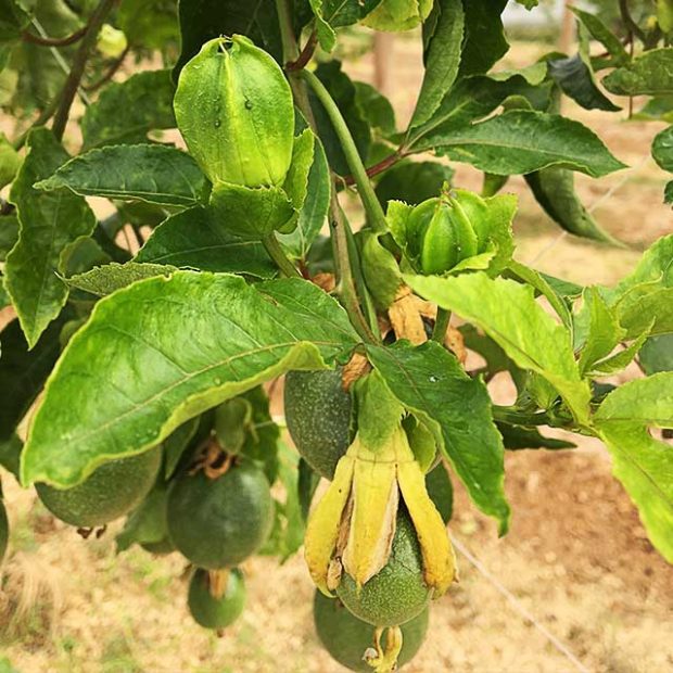 Passionfruit emerging from its flower