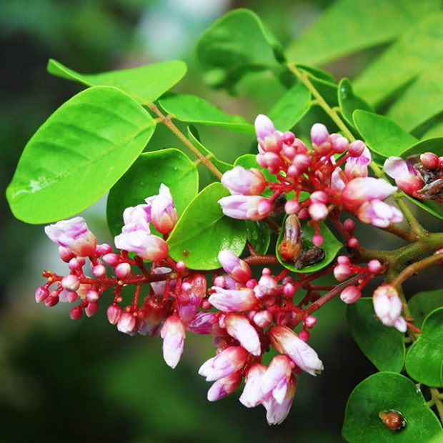Flowering starfruit