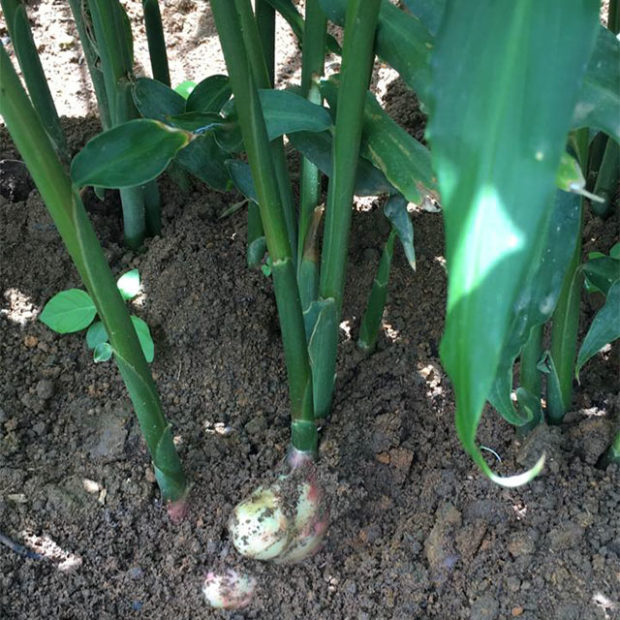 Ginger root