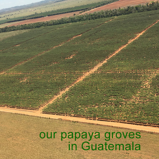 Our papaya fields
