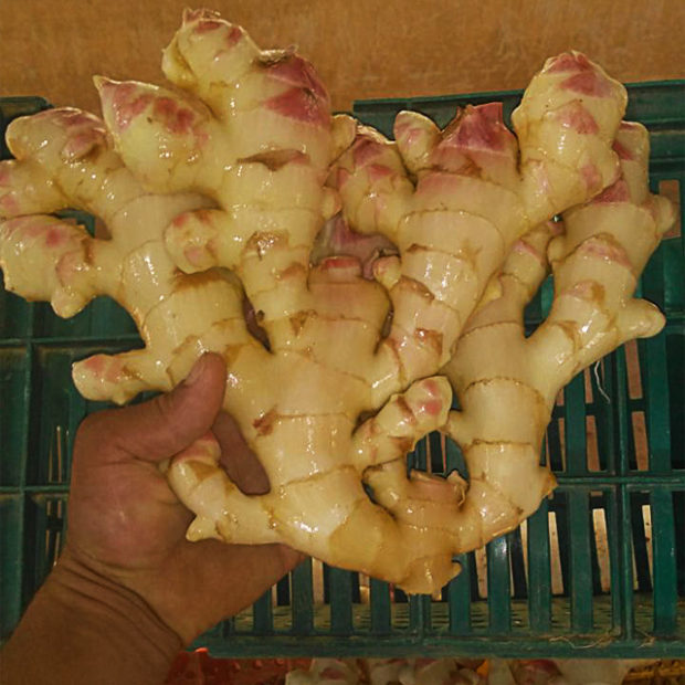A ginger’s hand