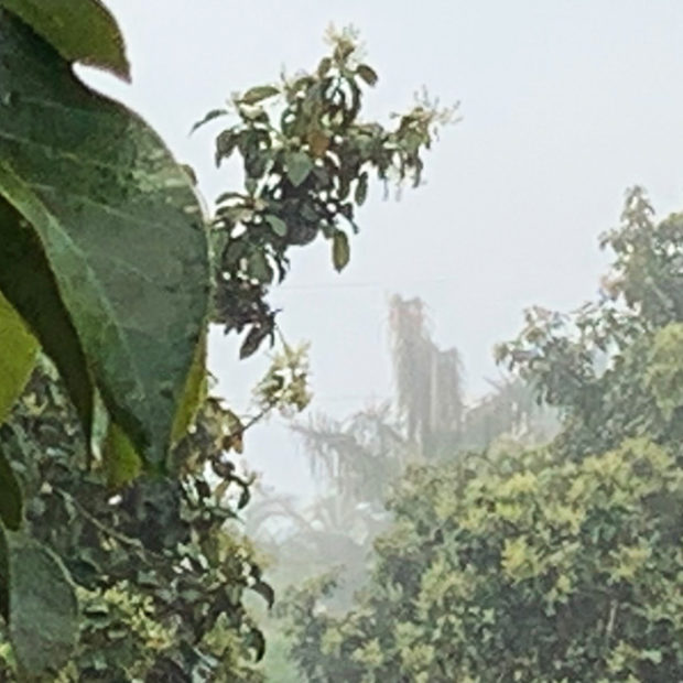 Foggy morning in an avocado grove