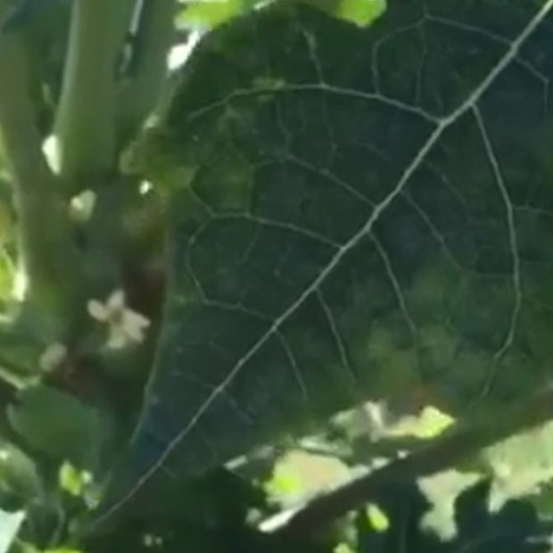 Under those big papaya leaves